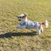 Reversible Light Dog Sweater - Lozza’s Gifts & Homewares 